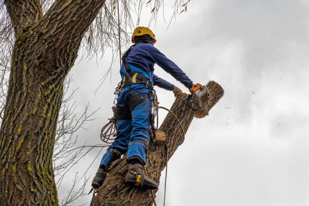 Tree Health Inspection in Cheraw, SC